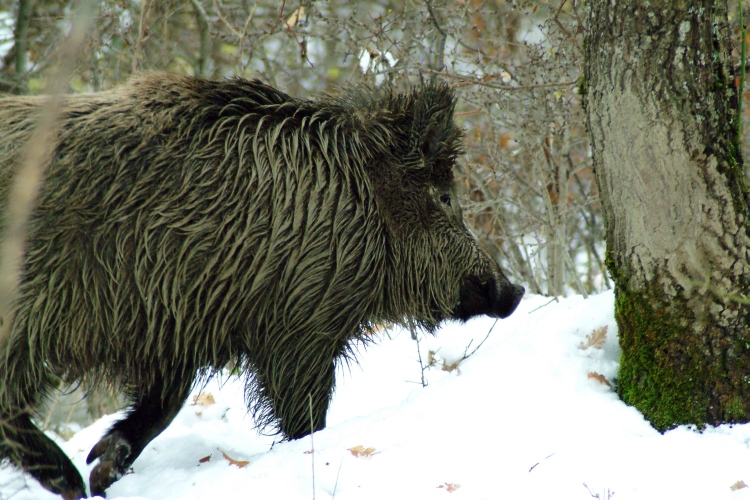 cinghiale